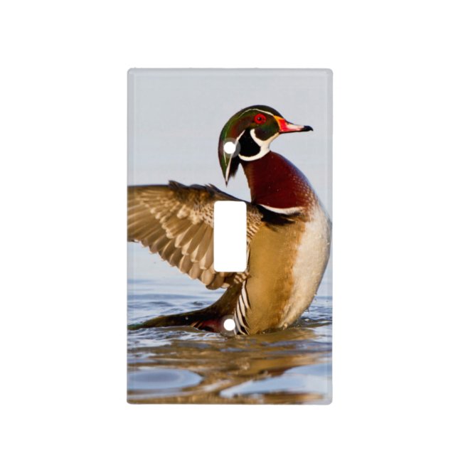 Wood Duck male flapping wings in wetland Light Switch Cover (Front)
