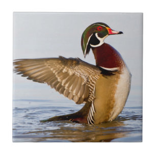 Wood Duck male flapping wings in wetland Tile
