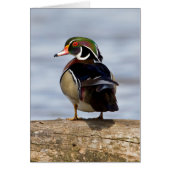 Wood Duck male on log in wetland (Front)