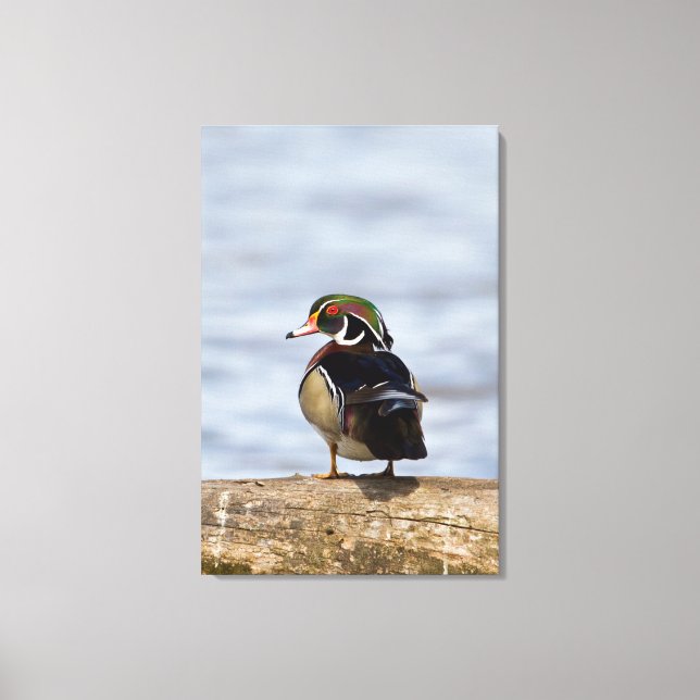 Wood Duck male on log in wetland Canvas Print (Front)