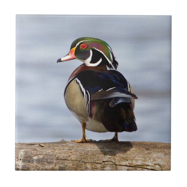 Wood Duck male on log in wetland Ceramic Tile (Front)