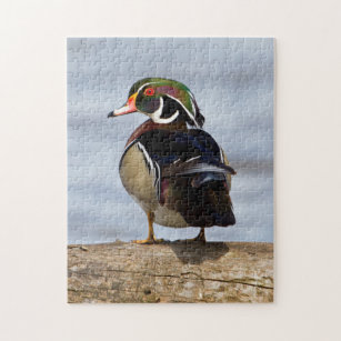 Wood Duck male on log in wetland Jigsaw Puzzle