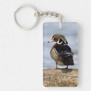 Wood Duck male on log in wetland Keychain
