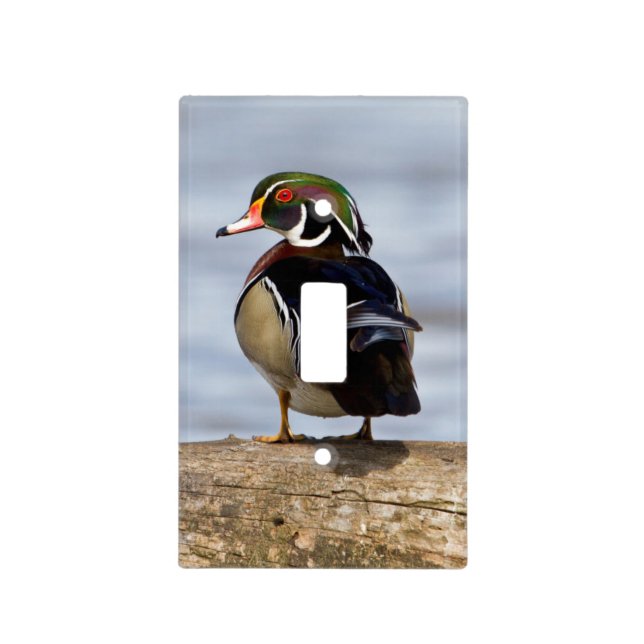 Wood Duck male on log in wetland Light Switch Cover (Front)
