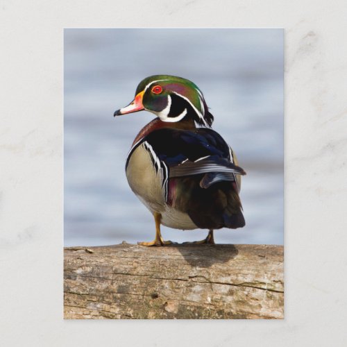 Wood Duck male on log in wetland Postcard