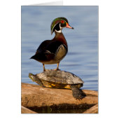 Wood Duck male standing on Red-eared Slider (Front)