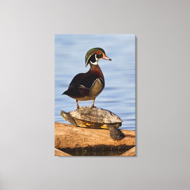 Wood Duck male standing on Red-eared Slider Canvas Print (Front)