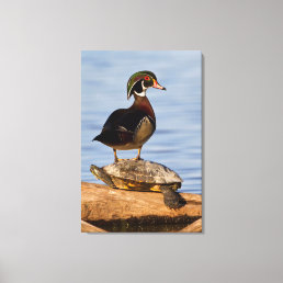 Wood Duck male standing on Red-eared Slider Canvas Print