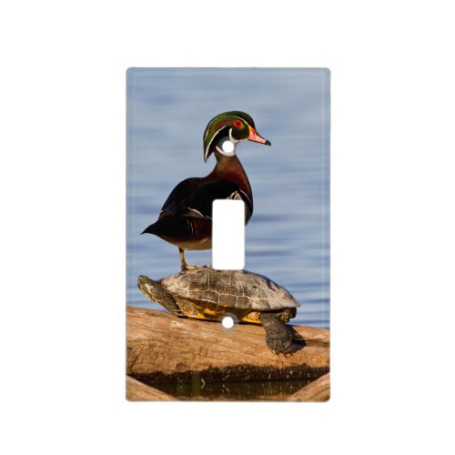 Wood Duck male standing on Red_eared Slider Light Switch Cover