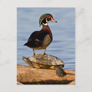 Wood Duck male standing on Red-eared Slider Postcard