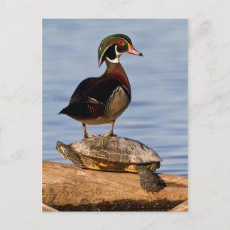 Wood Duck male standing on Red-eared Slider Postcard