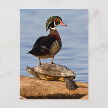 Wood Duck Male Standing On Red-eared Slider Postcard by theworldofanimals at Zazzle