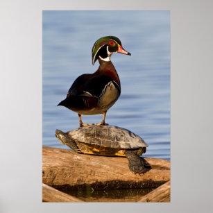 Wood Duck male standing on Red-eared Slider Poster