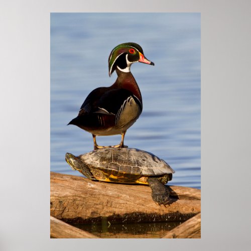 Wood Duck male standing on Red_eared Slider Poster