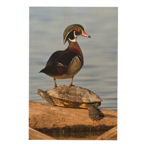 Wood Duck male standing on Red_eared Slider Wood Wall Decor