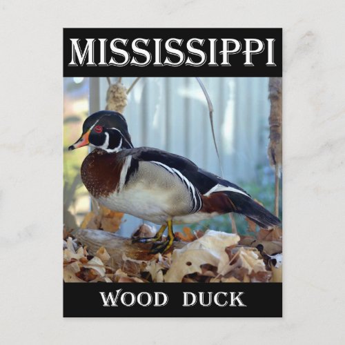 Wood Duck Mississippi Postcard