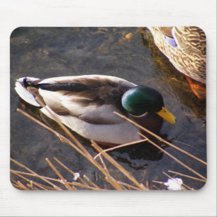Wood Duck Mouse Pad