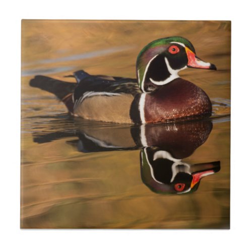 Wood duck on Golden lake Ceramic Tile