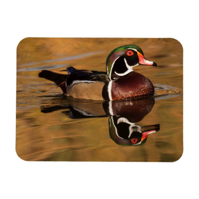 Wood Duck on Golden Lake Magnet (Horizontal)