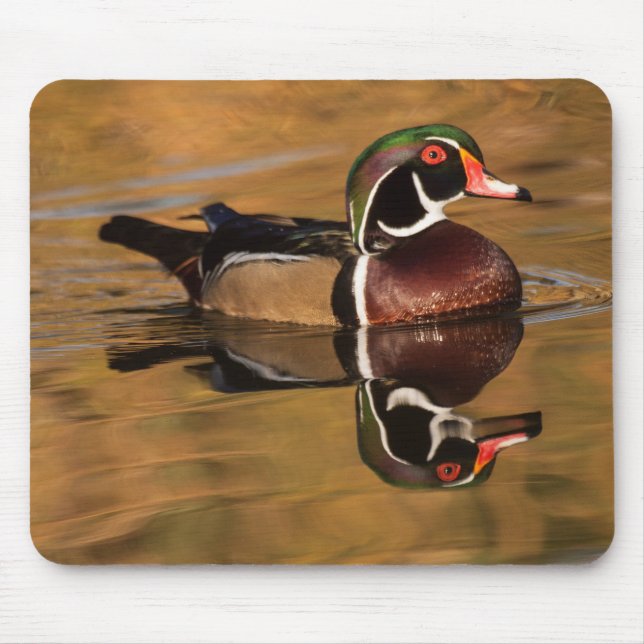Wood duck on Golden lake Mouse Pad (Front)