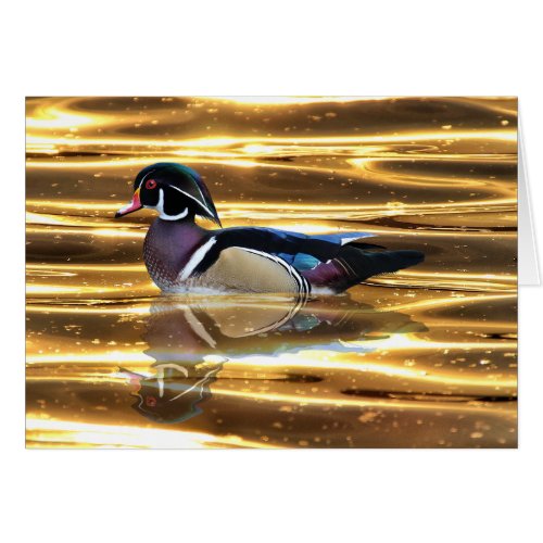 Wood Duck on Golden Pond _ 5 x 7 Art Card