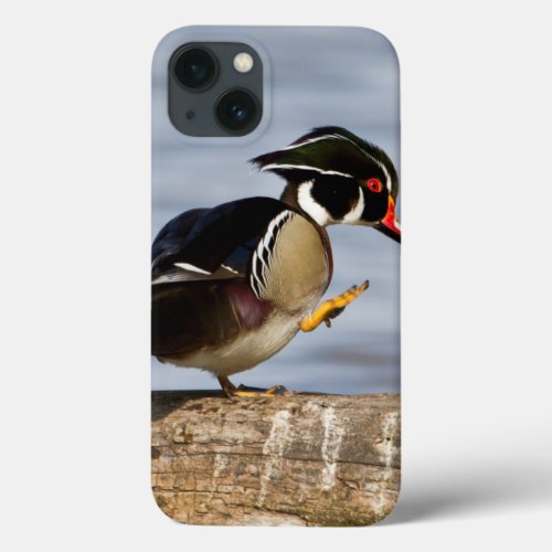 Wood Duck on log in wetland iPhone 13 Case