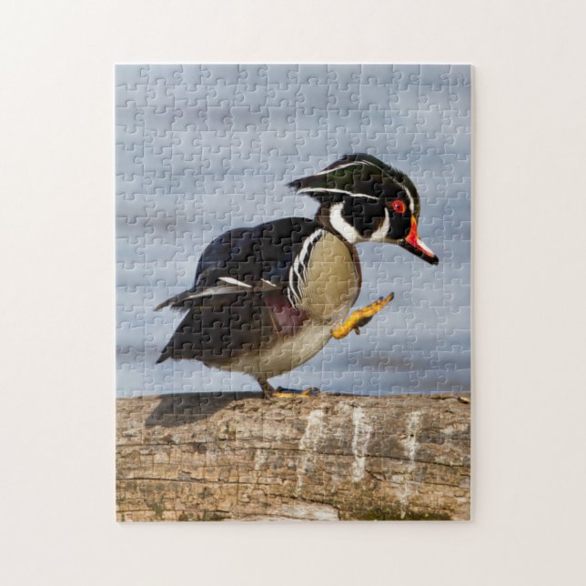 Wood Duck on log in wetland Jigsaw Puzzle (Vertical)