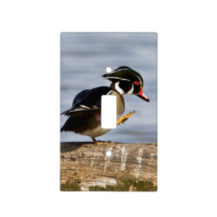 Wood Duck on log in wetland Light Switch Cover