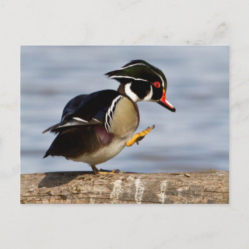 Wood Duck on log in wetland Postcard