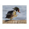 Wood Duck on log in wetland