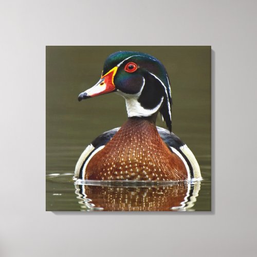 Wood Duck on Water Canvas Print