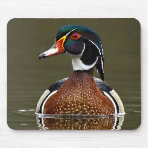 Wood Duck on Water Mouse Pad