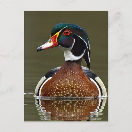 Wood Duck on Water Postcard