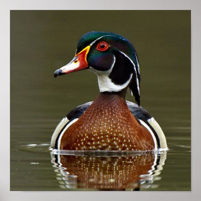 Wood Duck on Water Poster (Front)