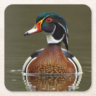 Wood Duck on Water Square Paper Coaster
