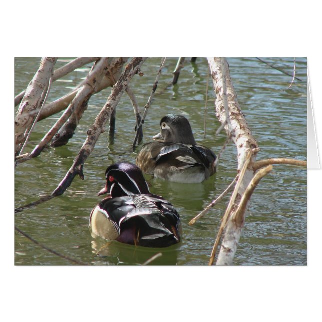 Wood Duck Pair Cards (Front Horizontal)