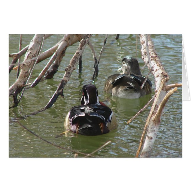 Wood Duck Pair Cards (Front Horizontal)