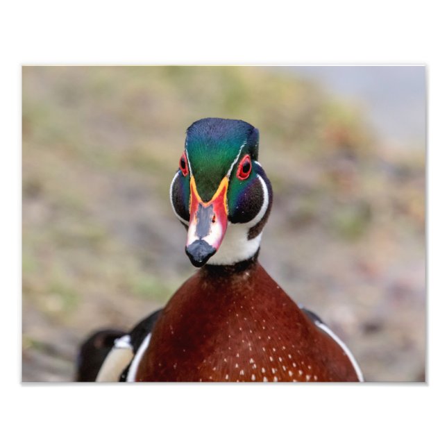 Wood Duck Photo Print (Front)