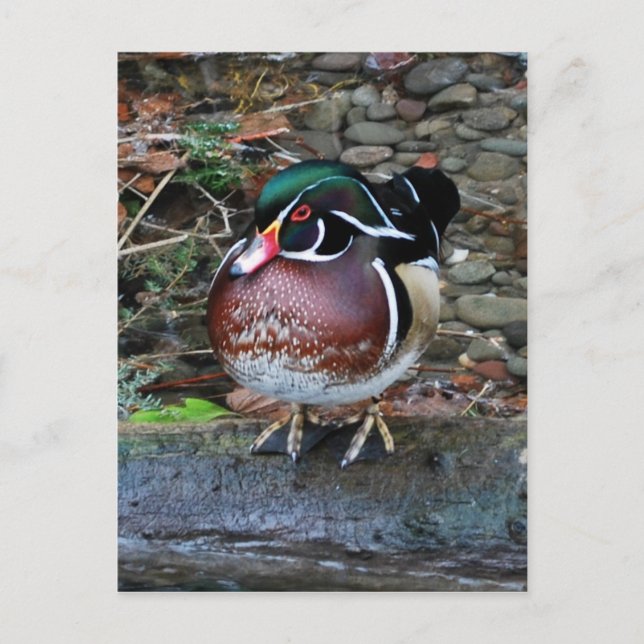 Wood Duck Postcard (Front)