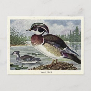 Wood Duck Postcard by lostlit at Zazzle