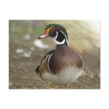 Wood Duck Postcard