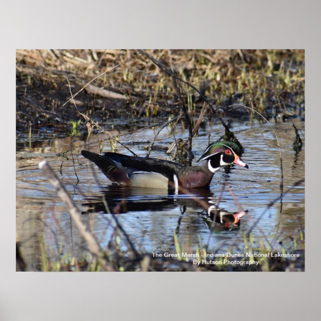 Wood Duck Poster (Front)