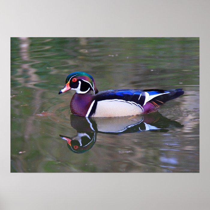 Wood Duck Posters