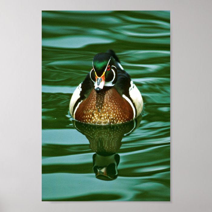 Wood Duck Print