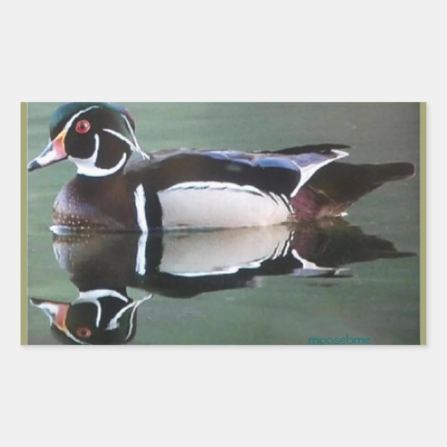 Wood Duck Reflection Stickers (Front)