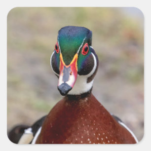 Wood Duck Square Sticker