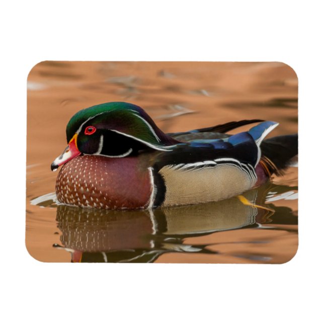 Wood duck swimming in water magnet (Horizontal)