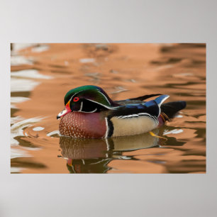 Wood duck swimming in water poster