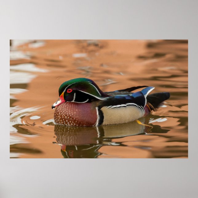Wood duck swimming in water poster (Front)