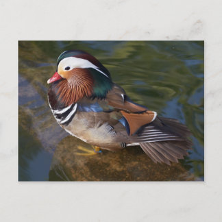 Wood Duck With An Ankle Braclet Postcard